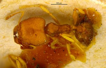 Media type: image;   Entomology 8892 Aspect: habitus dorsal view